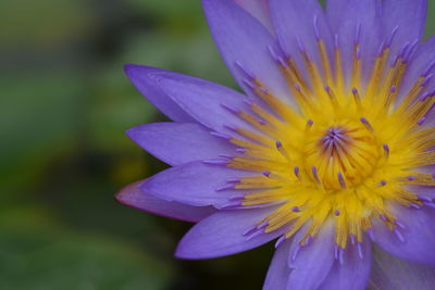 Close-up of yellow flower blooming outdoors