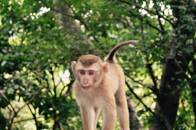 Close-up of a monkey