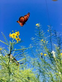 Low angle view of butterfly on flower against blue sky