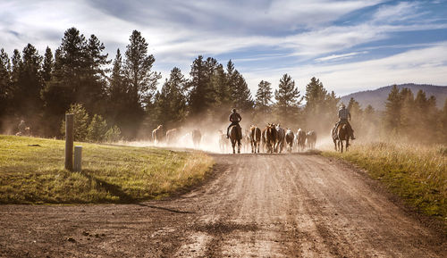 Horseback riders with horses on field against sky