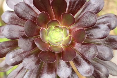 Close-up of flower