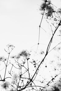 Close-up of plants against sky during winter