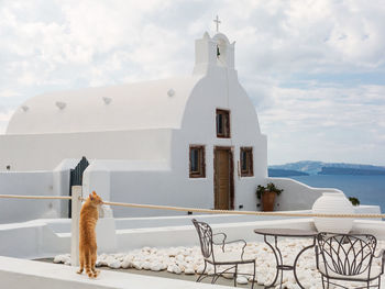 White horse by building against sky