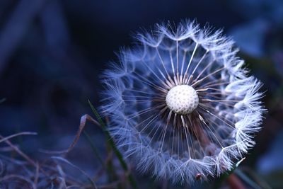 Close-up of dandelion against blurred background