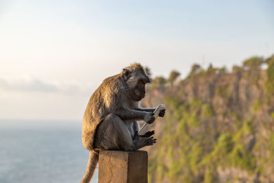 Side view of monkey sitting on rock against sky