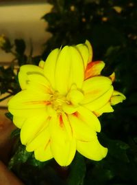 Close-up of yellow flower blooming outdoors