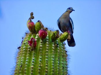 Low angle view of parrot on cactus against sky