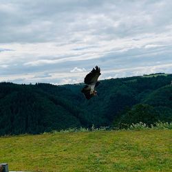 View of a bird flying over landscape against sky