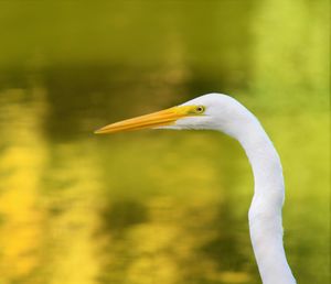 Close-up of a bird