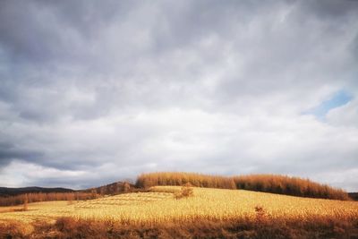 Scenic view of agricultural field against sky