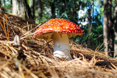 Close-up of mushroom growing on field