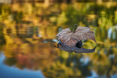 Close-up of dry leaves floating on water