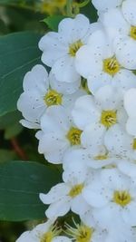 Close-up of white flowers blooming outdoors