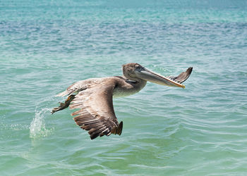 Bird flying over lake