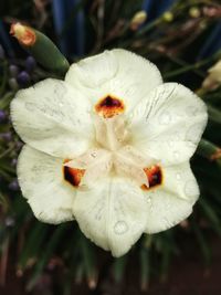 Close-up of insect on flower