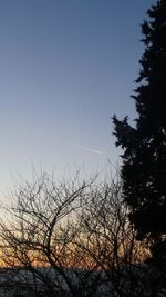 Silhouette trees against sky at night