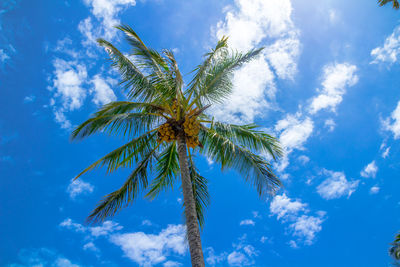 Low angle view of palm tree against sky