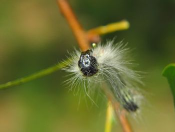 Caterpillar on limb of tree