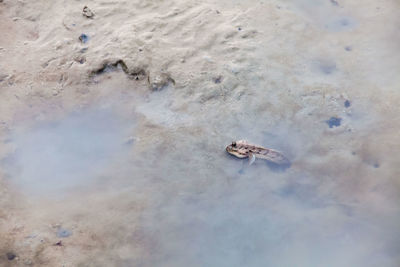 High angle view of turtle in water