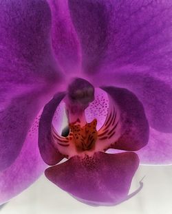 Close-up of pink flower