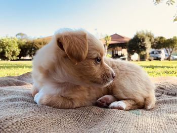 Close-up of a dog