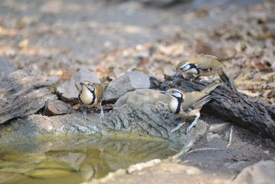 High angle view of bird on rock