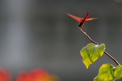 Close-up of leaves on twig