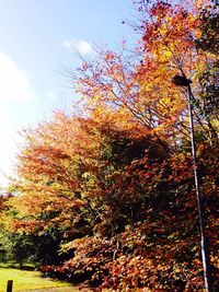 Trees against sky during autumn