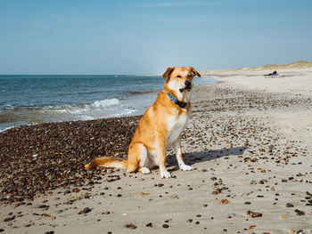 Dog on beach