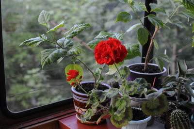 Close-up of potted plants