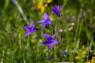 Close-up of purple flowering plant