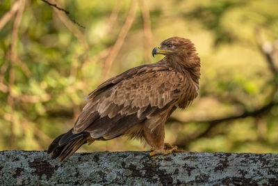 Steppe eagle perched on branch looking round