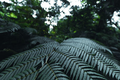 Close-up of fern against trees