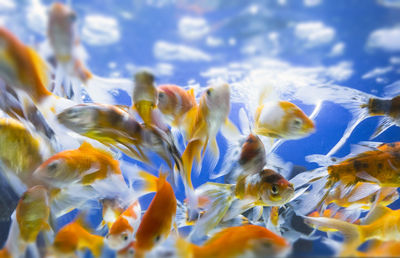 Clown fishes swimming in sea