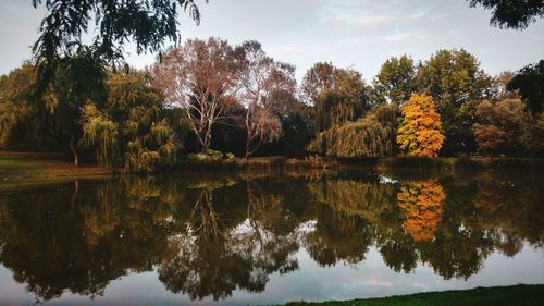 Reflection of trees in calm lake