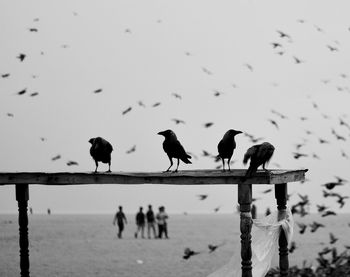 Birds perching on wooden post by sea against sky