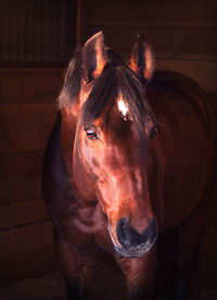 Close-up portrait of horse standing in stable