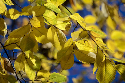 Close-up of leaves