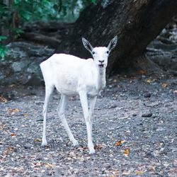 Portrait of white horse on dirt road