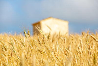 Wheat field against sky