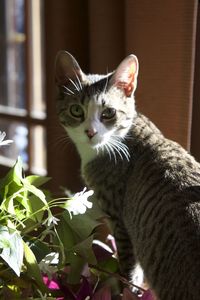 Close-up portrait of cat sitting