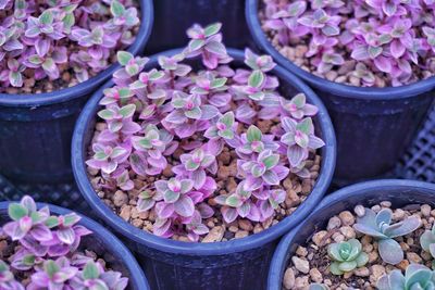 Close-up of potted plant