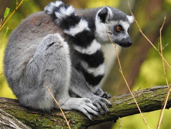 Close-up of monkey sitting on branch