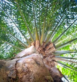 Close-up of coconut palm tree in forest