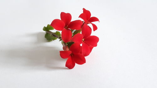 Close-up of red flowers against white background