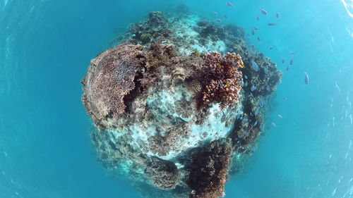 View of jellyfish swimming in sea