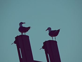 Low angle view of bird perching against clear sky