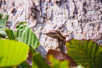 Close-up of leaves on tree trunk