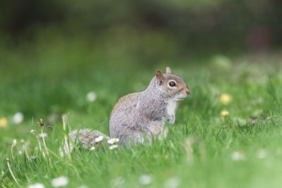 Close-up of a rabbit on field