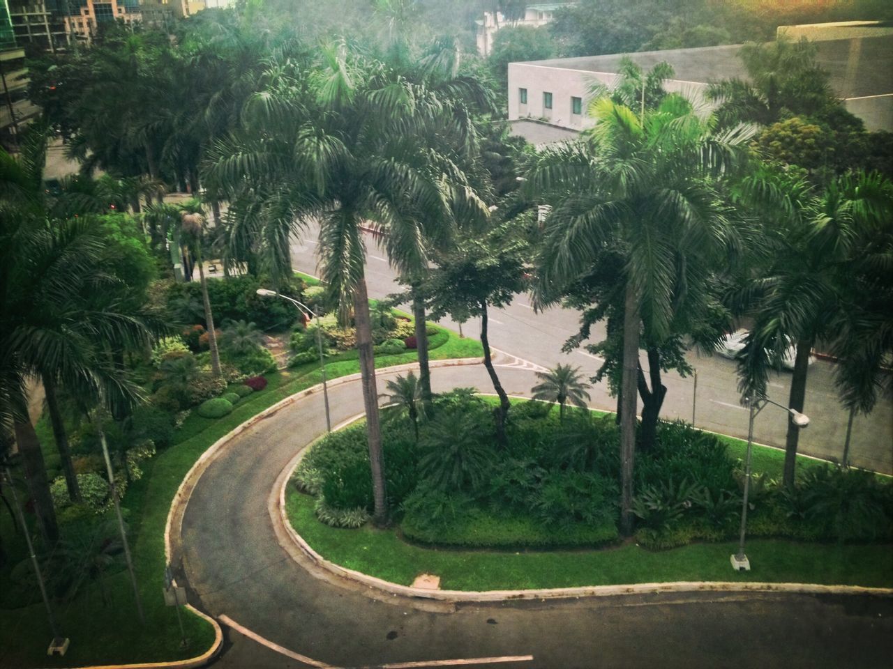 tree, growth, road, palm tree, built structure, building exterior, plant, architecture, street, transportation, green color, nature, house, outdoors, no people, day, grass, tranquility, high angle view, sky